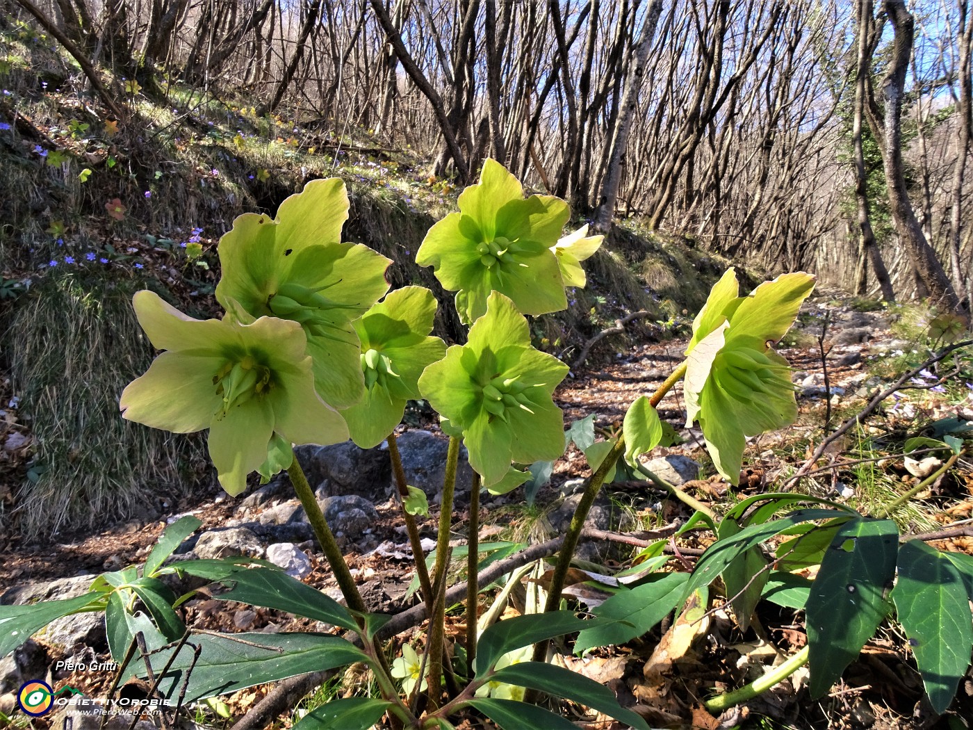 26 Helleborus niger (Ellebori) in fruttescenza.JPG